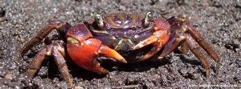 Mangrove crab - Alchetron, The Free Social Encyclopedia