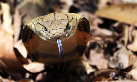 Black Mamba vs. King Cobra: What’s the Difference? - A-Z Animals