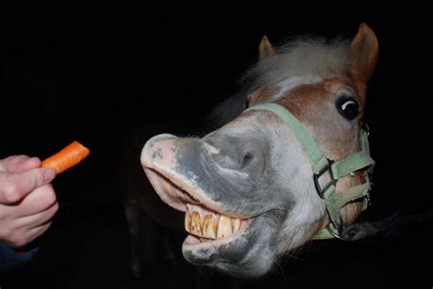 Removing Horse Teeth: Complex Standing Extractions | Allossery Equine ...