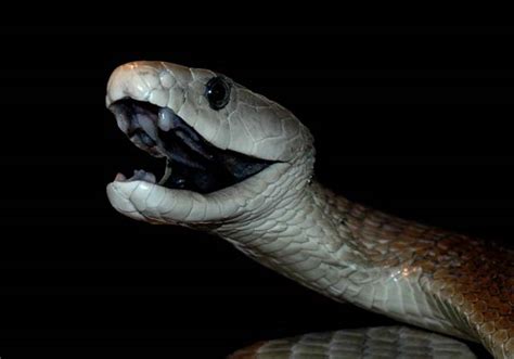 Natural Life: Venomous snake BLACK MAMBA