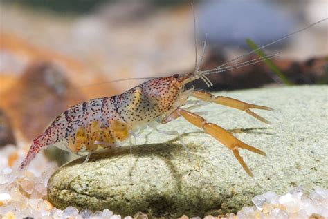 Delicious Freshwater Shrimp Taste and Quality - Fresh Water Shrimps ...