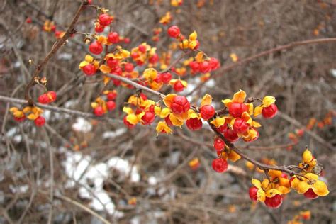 20 Edible and Non-Edible Red Berries You Need to Know - Smart Garden ...