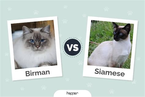 Birman vs. Siamese Cats: The Differences (With Pictures) | Hepper