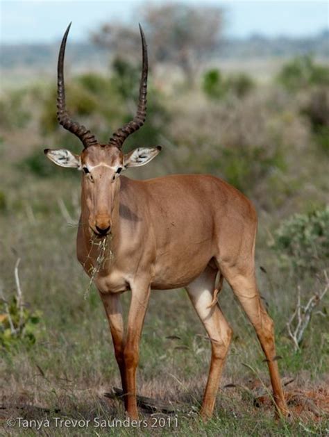 Hirola Antilope | ~Creatures from across the world~ | Pinterest