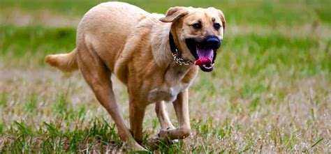 German Sheprador - Pet Your Dog