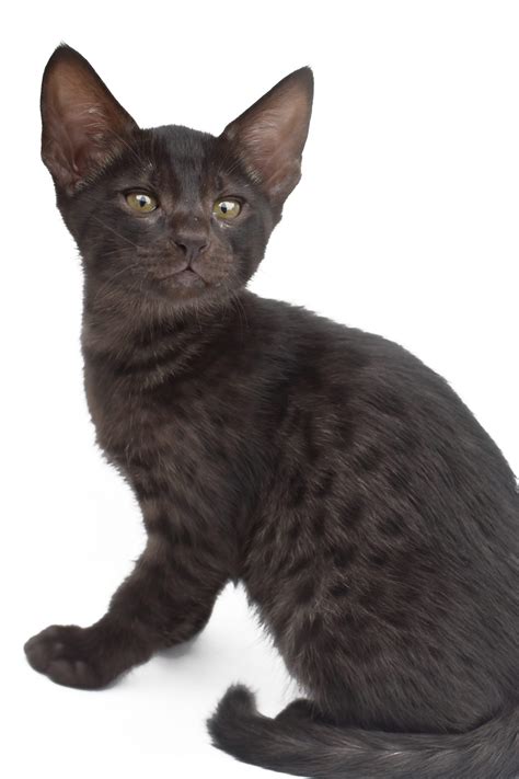 Melanistic Savannah Cat