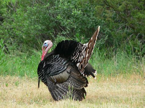 Turkey season at hand: Tips for the long-beard hunting trade | Opinion ...