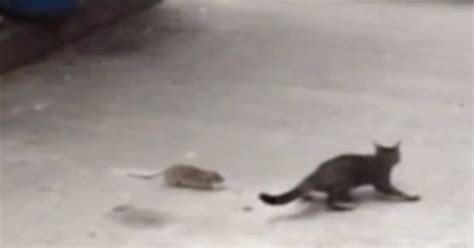 Giant rat chases terrified kitten in hilarious game of 'cat and mouse ...