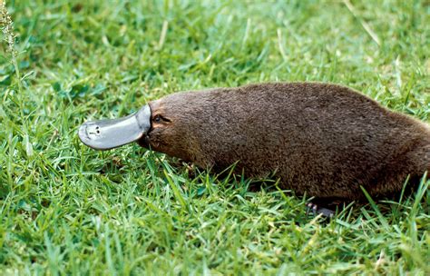 Platypus | San Diego Zoo Animals & Plants