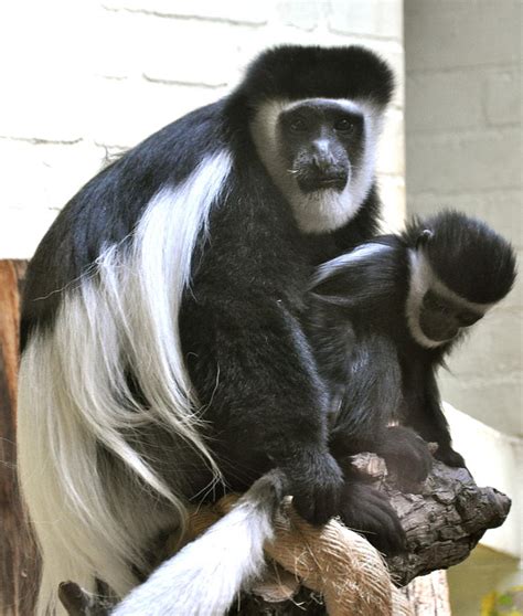 Black And White Colobus Monkey Photograph by Caroline Reyes-Loughrey