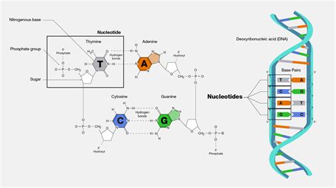 Structure Of Dna Nucleotide Bases