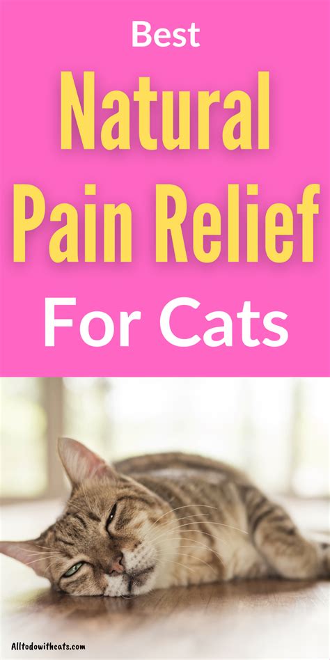 Natural pain relief for cats – Artofit