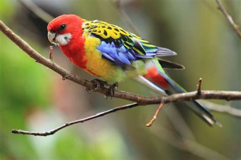 Australia's Top 10 Most Beautifully Coloured Birds | Australian ...