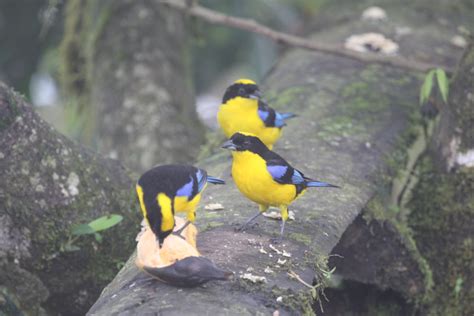 Blue-winged Mountain Tanager (Anisognathus somptuosus) | Miles To The Wild