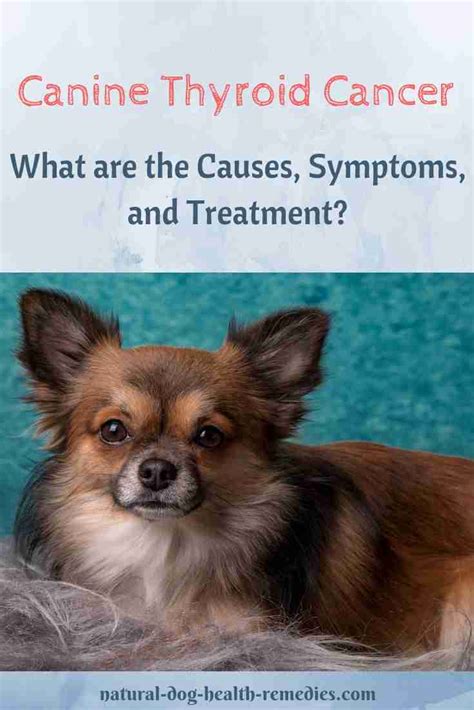 Canine Thyroid Cancer | Symptoms and Treatment