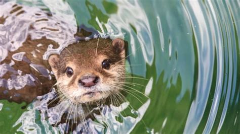 16 Playful Facts About Otters | Mental Floss