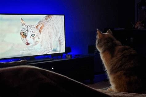 'Inside the Mind of a Cat' Netflix Documentary Review 2022: Pros & Cons ...