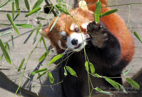 Ken Conway Photography | Zoo | Red Panda eating bamboo