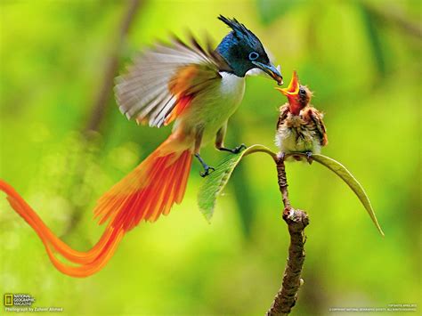 Asian Paradise Flycatchers - Angelic Hugs