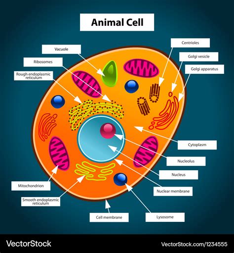 Animal cell Royalty Free Vector Image - VectorStock