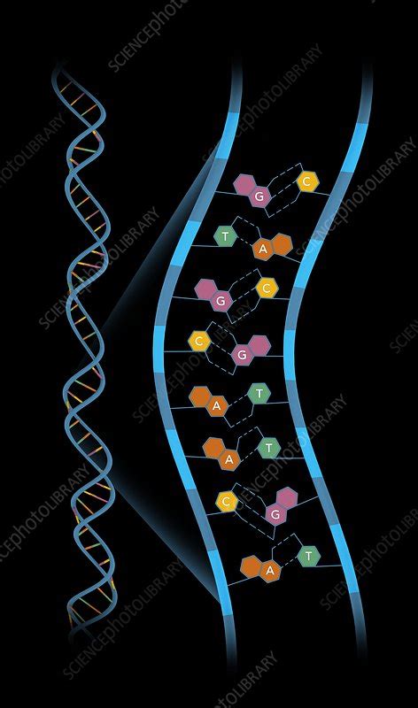 Base-pair structure of DNA, illustration - Stock Image - C046/9206 ...