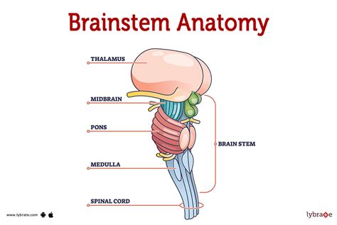 Brainstem (Human Anatomy): Image, Functions, Diseases and Treatments