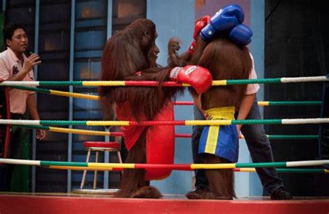 Orangutan Boxing Show (14 pics) - Izismile.com