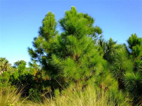 Slash Pine Tree Information - What Is A Slash Pine Tree | Gardening ...