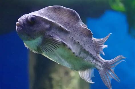 Lumpfish - Facts, Size, Diet, Pictures - All Animal Facts