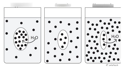 Fluid osmolality Diagram | Quizlet