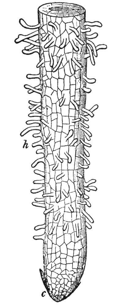 Root hair - Wikipedia