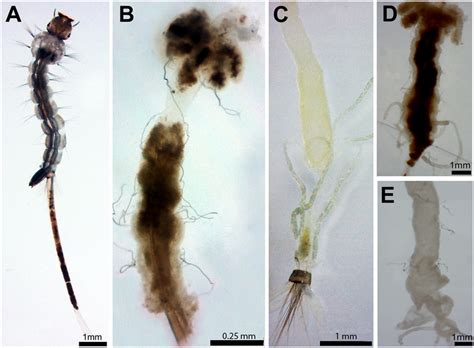 Aedes aegypti L4 larvae incubated for 12 h with Schinus... | Download ...