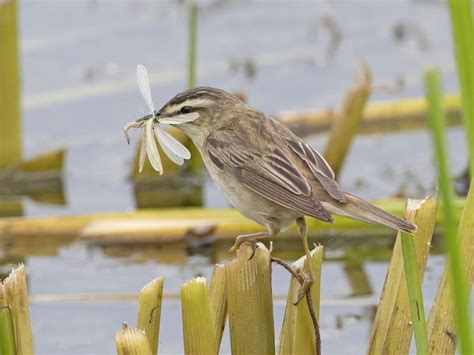 Sedge Warbler Bird Facts (Acrocephalus schoenobaenus) | Birdfact