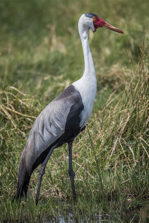 Wattled Crane - Owen Deutsch Photography