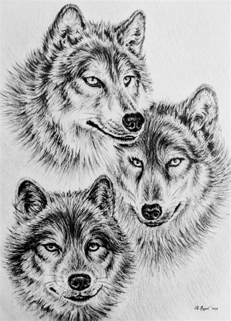 Free Wolves Drawings, Download Free Wolves Drawings png images, Free ...