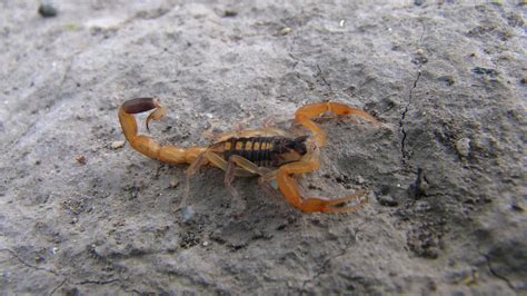 Scorpions are feared by many, the tale of the Striped Bark Scorpion