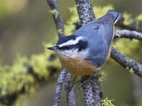 Red-breasted Nuthatch | Celebrate Urban Birds