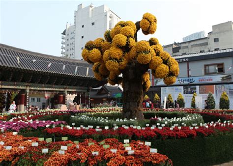 Jogyesa Temple Chrysanthemum Festival