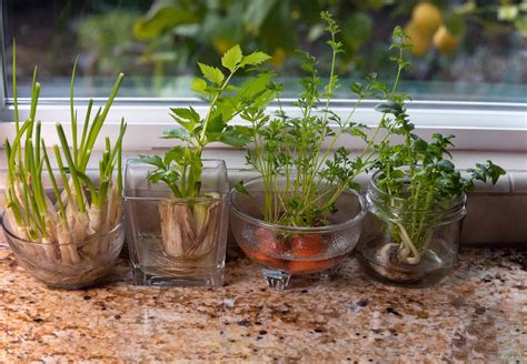 14 Foods You Can Grow From Scraps - Growing Self-Reliance