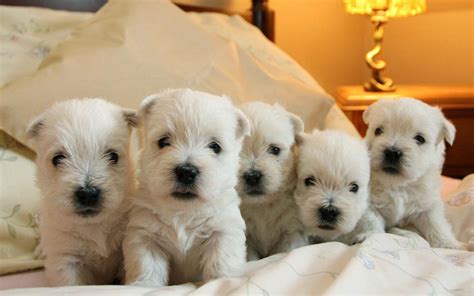 🔥 Download Westie Puppies Wallpaper by @dcooper62 | Free Westie Dog ...