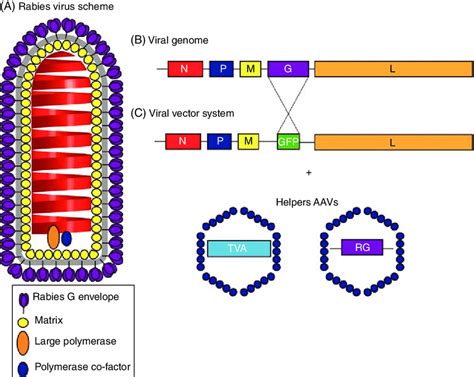 Rabies Virus Structure