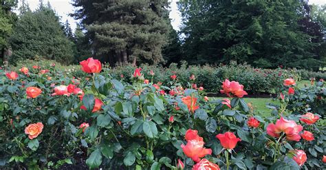 Stanley Park Rose Garden turns 100 | City of Vancouver