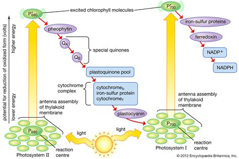 Photosynthesis - The pathway of electrons | Britannica