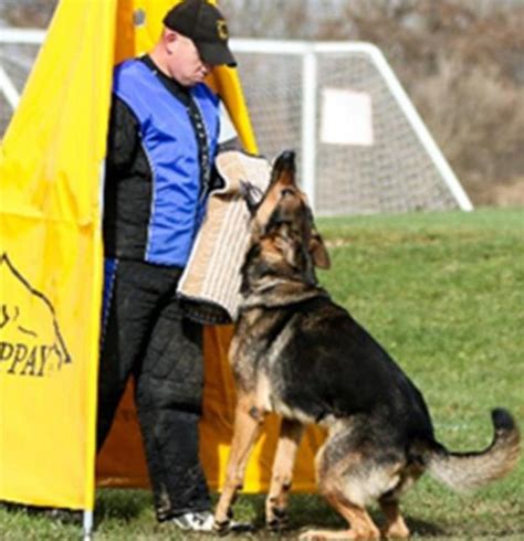 What is Schutzhund Training? - Regis Regal