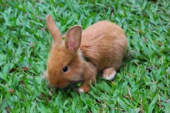 What Are Baby Rabbits Called? Rabbit Names For Age And Gender