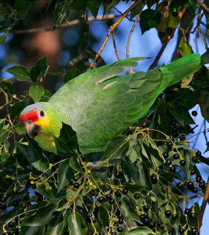 Parrot Encyclopedia | Red-lored Amazon | World Parrot Trust