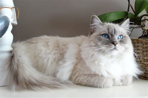 Ragdoll: Cat breed characteristics & care