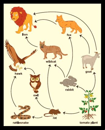 Draw a food web of the forest