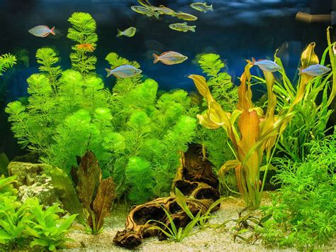 Growing Aquarium Plants - How To Grow Aquarium Plants