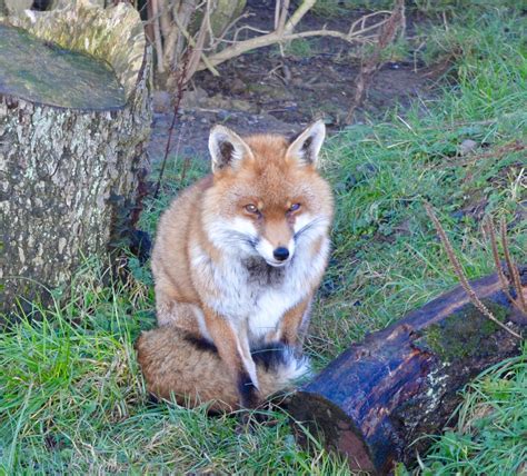 Northumberland Country Zoo Review | North East Family Fun